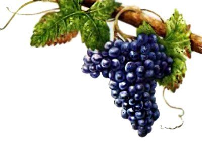Множество разновидностей вина производится из винограда Каберне