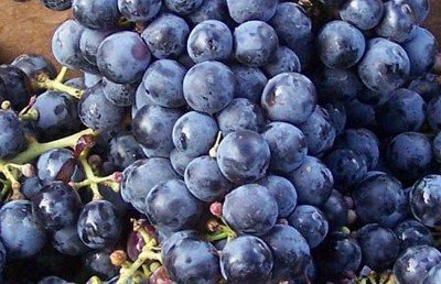 Этот сорт черного винограда - один из «отцов» более известного сорта Каберне Совиньон