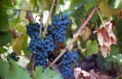 Каберне Кортис - сорт винограда, который был выведен в Германии в начале 1980-х путем скрещивания сортов Каберне Совиньон и Мерцлинг ( «родителями» которой, в свою очередь, является Саперави северный и Мускат Оттонель)