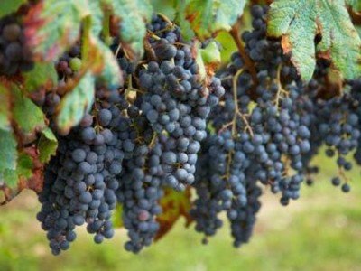 Виноград Каберне Совиньон относится к сортам среднепозднего (по другим классификациям: позднего) созревание